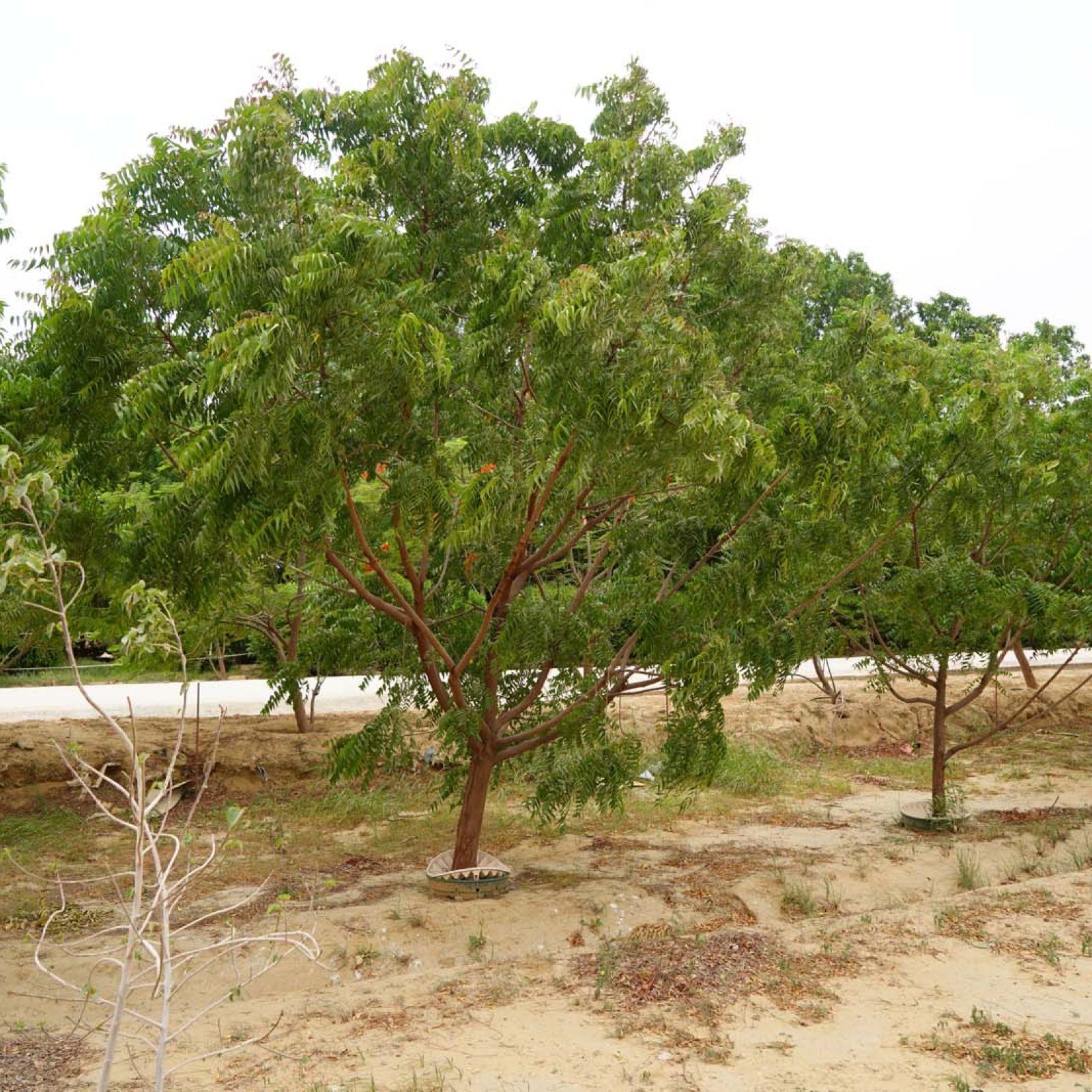 SEL08059